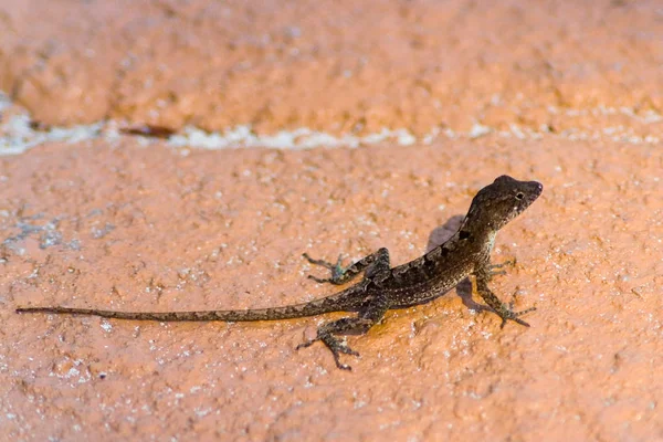 Bir kayanın üzerinde uzun bir kuyruk ile küçük bir kertenkele.