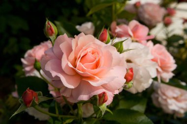 Pembe renk hassas yaprakları ile gül çiçek.