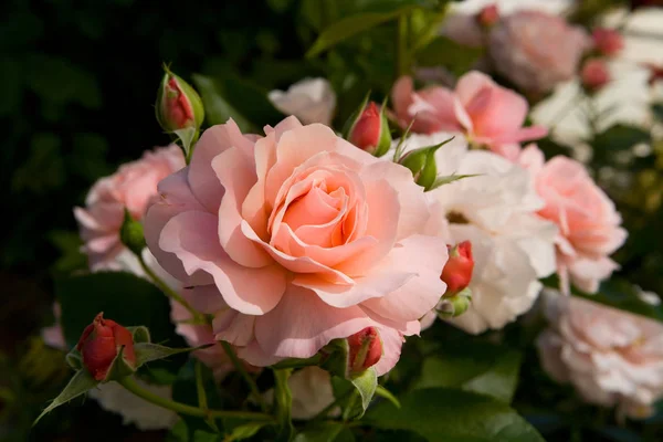 Pembe renk hassas yaprakları ile gül çiçek.