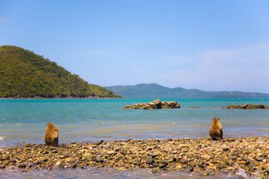 İki maymun okyanus kıyısında oturmak.