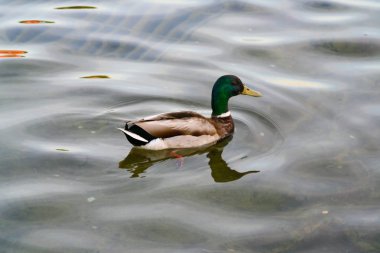 Yaban ördeği bir gölde yüzüyor.
