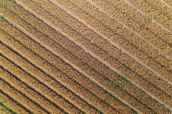 Кукурузное поле в центральной полосе России . — стоковое фото
