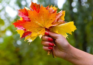 Güzel bir kadın elinde bir buket ıslak çok renkli yaprakları