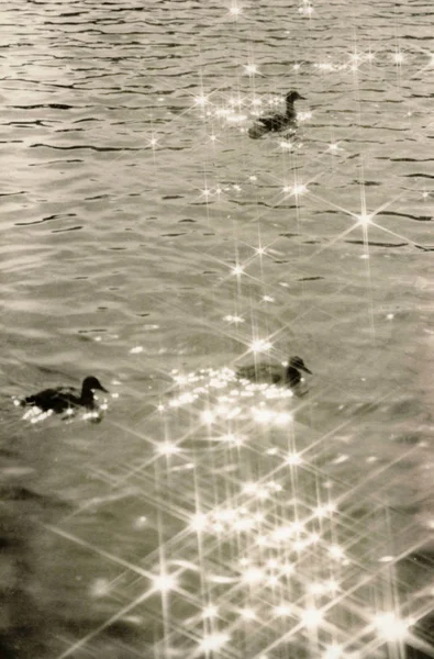 水面上的鸭子和太阳的眩光. — 图库照片