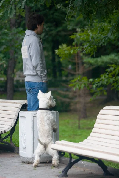 Een man en een hond peer in het kreupelhout. — Stockfoto