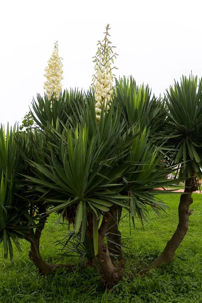 Uma palmeira florescente é fotografada em tempo nublado . — Fotografia de Stock
