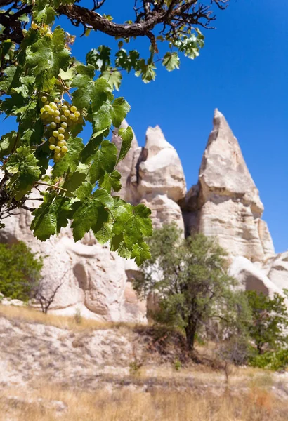 Una vid de uvas blancas sobre el fondo de una roca . — Foto de Stock