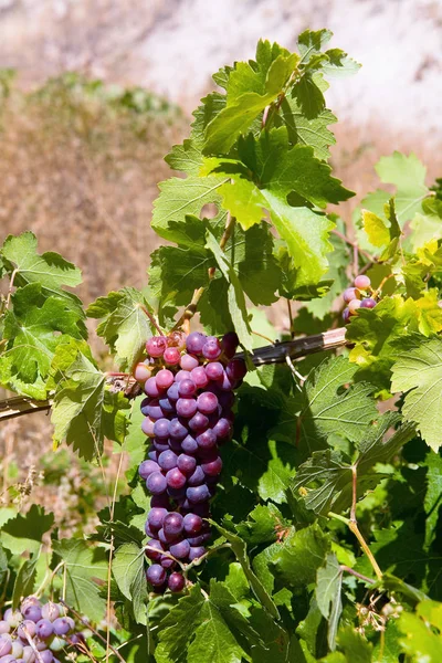 Vinstocken av mogna röda druvor på en gren. — Stockfoto