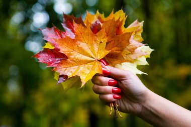 Güzel bir kadın elinde bir buket ıslak çok renkli yaprakları