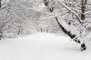 Gün boyu Izmaylovsky Park'taki kış manzarası.