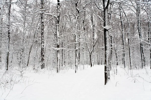 Деревья в парке покрыты снегом . — стоковое фото