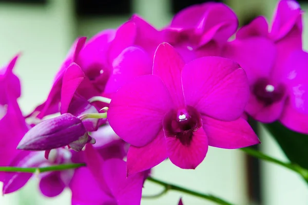 Schöne geöffnete Blumen und eine Knospe von Orchideen. — Stockfoto