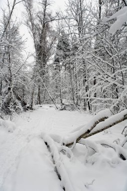 Düşmüş bir ağaç karla kaplı yolda yatıyor.