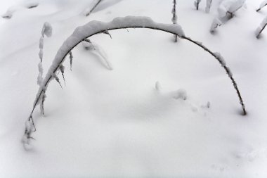 Bitki kar bir tabaka ile kaplıdır.
