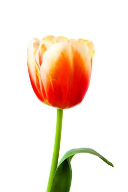 beyaz zemin üzerinde güzel Lale.