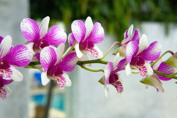 Um ramo de orquídeas com flores . — Fotografia de Stock