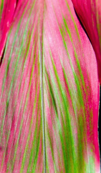 Beautiful multi-colored leaf of an exotic plant close-up. — Stock Photo, Image