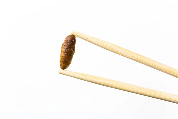 Çin yemek çubukları arasında Soya soslu kızarmış ipekböceği. — Stok fotoğraf