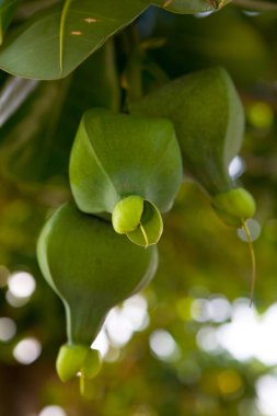 Egzotik bir Tay bitki dal meyvesi.