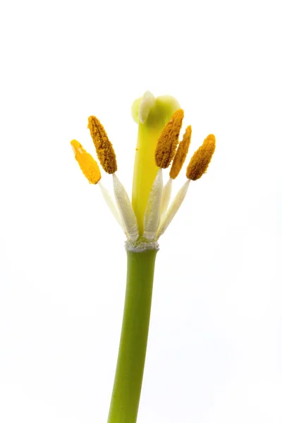 Pistillo e stami di un tulipano senza petali . — Foto Stock