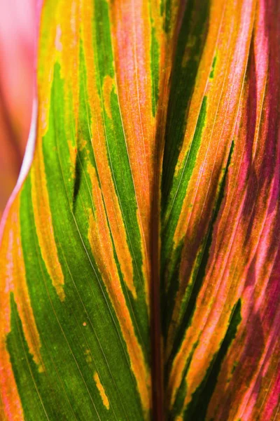 Ein Blatt einer bunten exotischen Pflanze. — Stockfoto