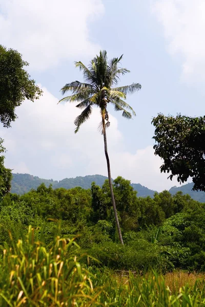 Lonely tall coconut tree. — Stock Photo, Image