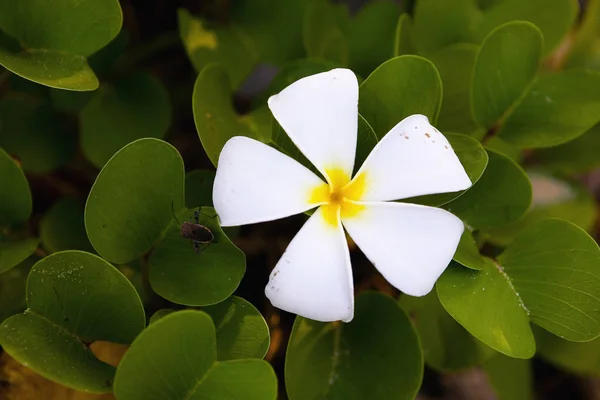 Flor frangipani (plumeria) em folhas verdes . — Fotografia de Stock