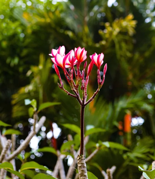 Blommor frangipani på en gren. — Stockfoto