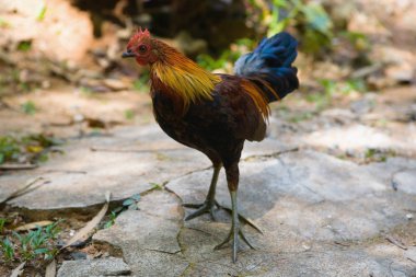 Güzel ve meraklı genç horoz.