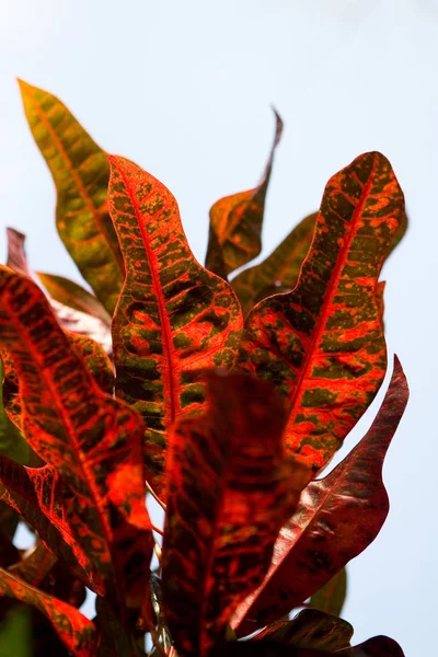 Codiaeum variegatum yakın çekim güzel renkli yaprakları.