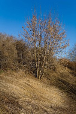 Bitkiler bahar güneşli bir öğleden sonra parkta.