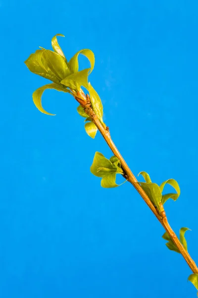 Rama de un árbol con hojas jóvenes sobre un fondo azul . —  Fotos de Stock
