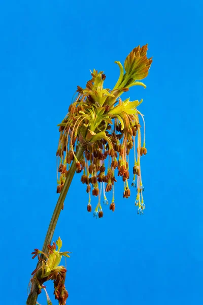 Ramo di un albero con foglie giovani su uno sfondo blu . — Foto Stock