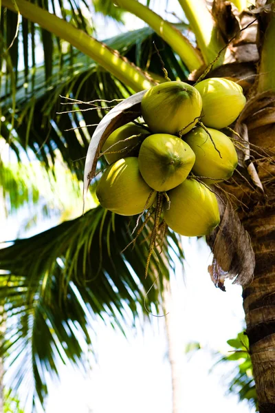 Die Früchte der Kokosnuss wachsen auf einer Palme. — Stockfoto