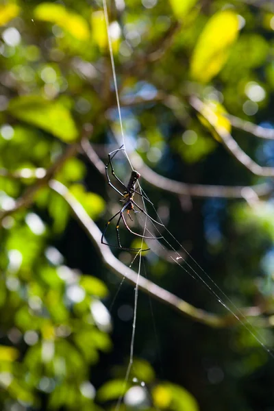 A large beautiful spider is a roundabout in natural conditions. — Stock Photo, Image