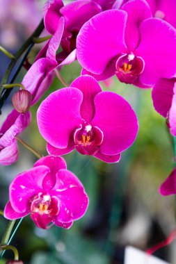 Güzel Tayland egzotik, alışılmadık orkide çiçekleri..