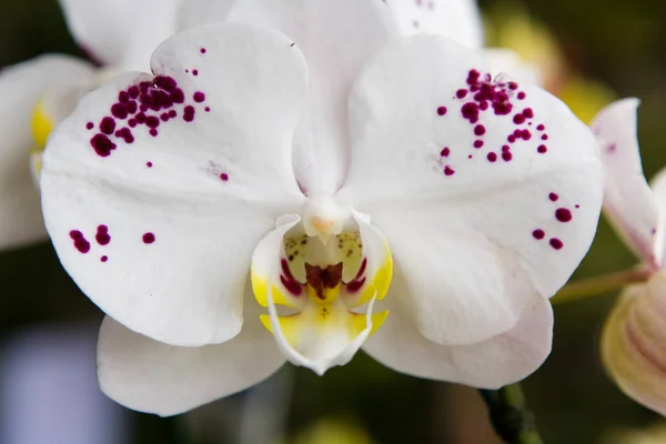 Красивые тайские экзотические необычные цветы орхидеи крупным планом . — стоковое фото