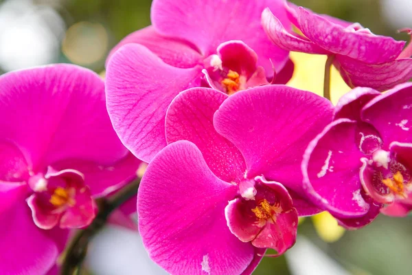 Schöne thailändische exotische ungewöhnliche Orchideenblumen aus nächster Nähe. — Stockfoto