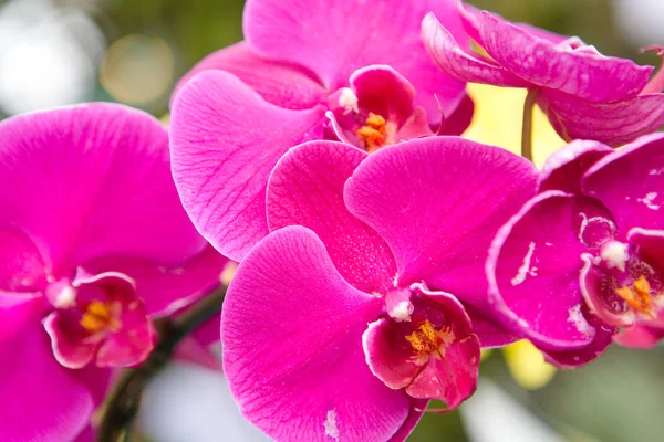 Vackra thailändska exotiska ovanliga orkidé blommor närbild. — Stockfoto