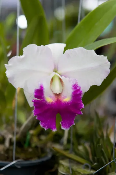 Красивые тайские экзотические необычные цветы орхидеи крупным планом . — стоковое фото