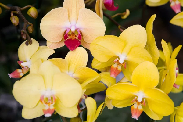 Красивые Тайские Экзотические Необычные Цветы Орхидеи Крупным Планом Макро — стоковое фото