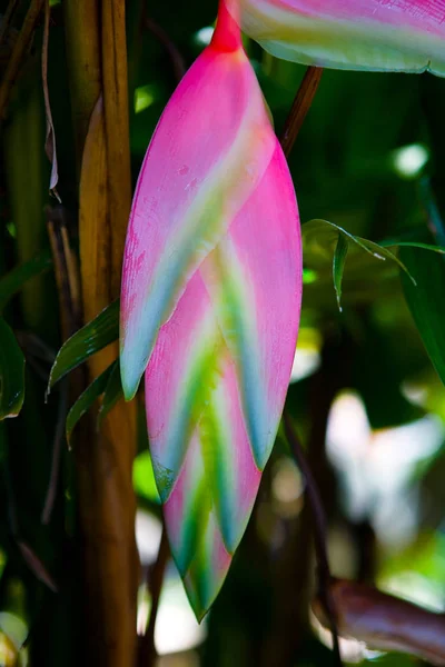 Bela planta Heliconia colorido exótico incomum close-up . — Fotografia de Stock
