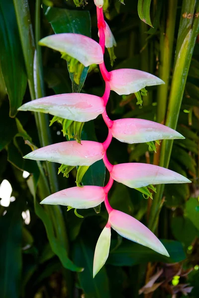 Bela planta Heliconia colorido exótico incomum close-up . — Fotografia de Stock