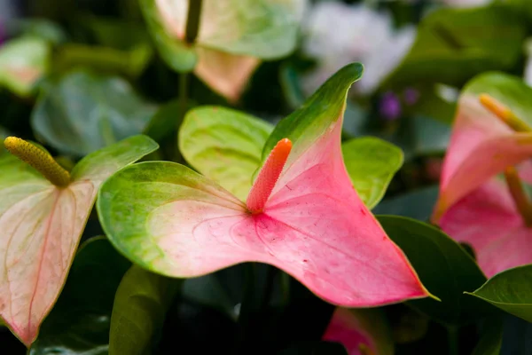 Eine Pflanze der Gattung Anthurium aus der Familie der Aronen- oder Aronengewächse ( — Stockfoto