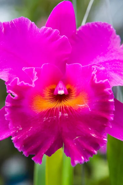 Schöne blühende lila Orchidee aus nächster Nähe fotografiert. — Stockfoto