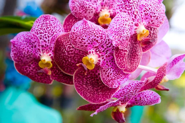 Восхитительная цветущая пестрая орхидея сфотографирована крупным планом . — стоковое фото