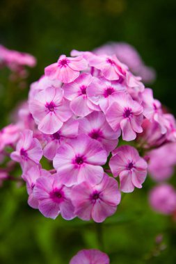 Beautiful inflorescence of Hydrangea macrophylla of lilac color 