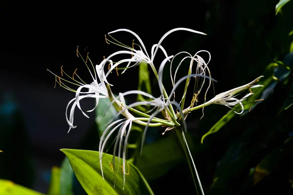 Bela flor tropical exótica graciosa Hymenocallis Litoral . — Fotografia de Stock