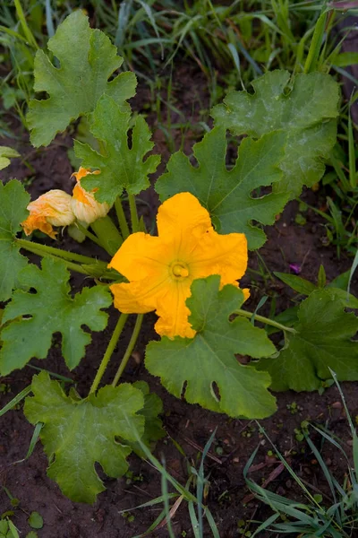 Prachtige gele bloem van courgette en haar bladeren. — Stockfoto