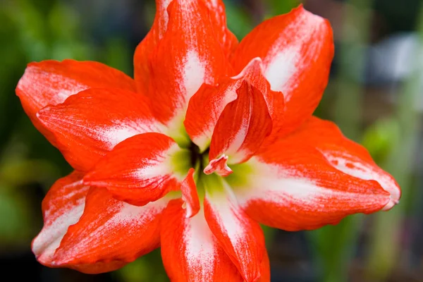 Hermosa flor abierta exótica roja y blanca de cerca . — Foto de Stock